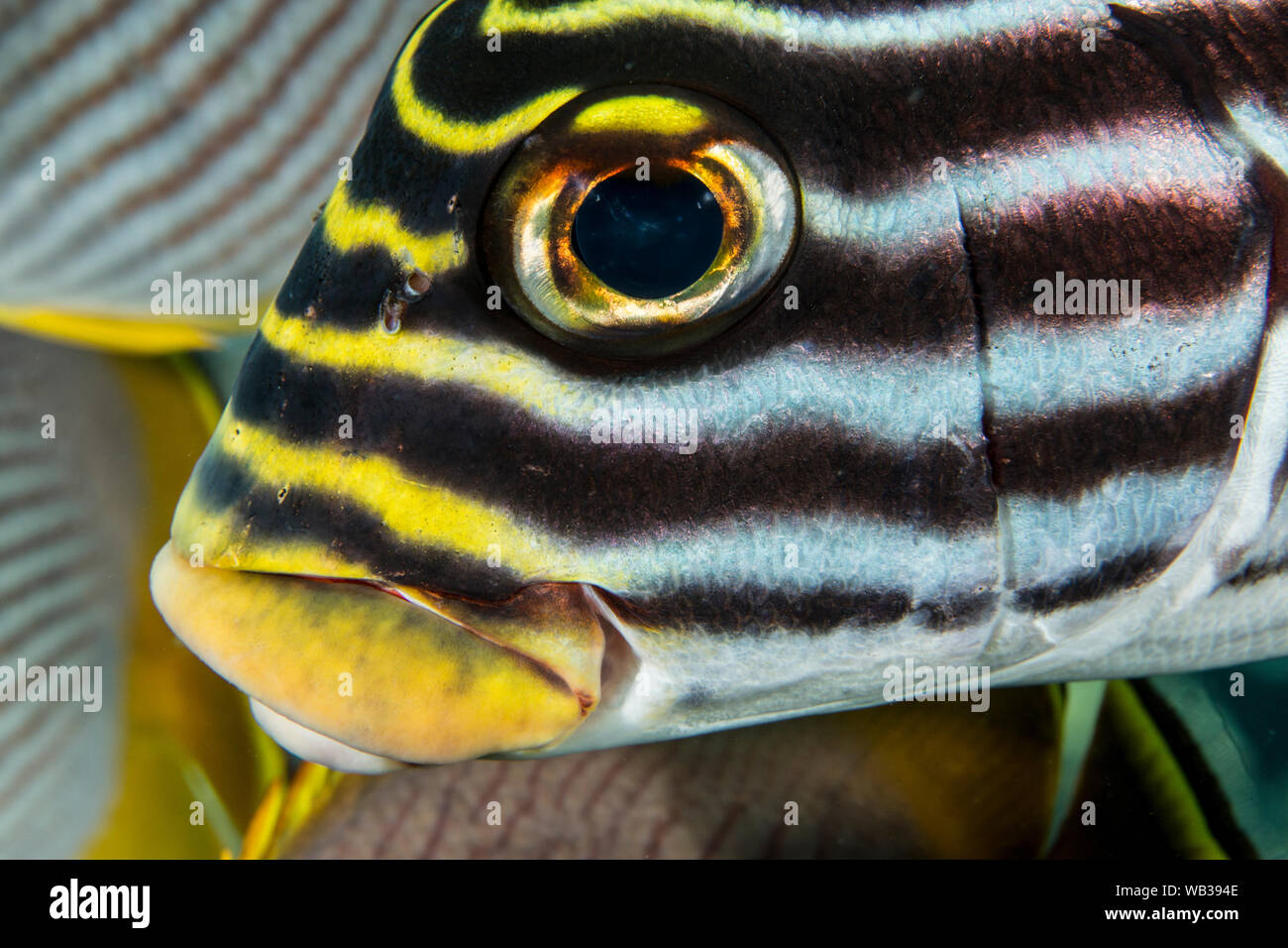 Le Yellowbanded Plectorhinchus lineata, gaterins, membre de la famille, Grunt Face Portrait, Bali Indonésie Banque D'Images