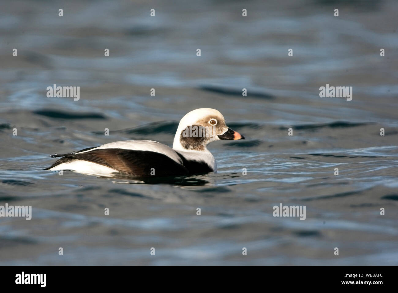 Long-tailed Duck ou Canard kakawi (Clangula hyemalis), Hiver, homme Carnsew Bassin, Hayle, Cornwall, England, UK. Banque D'Images
