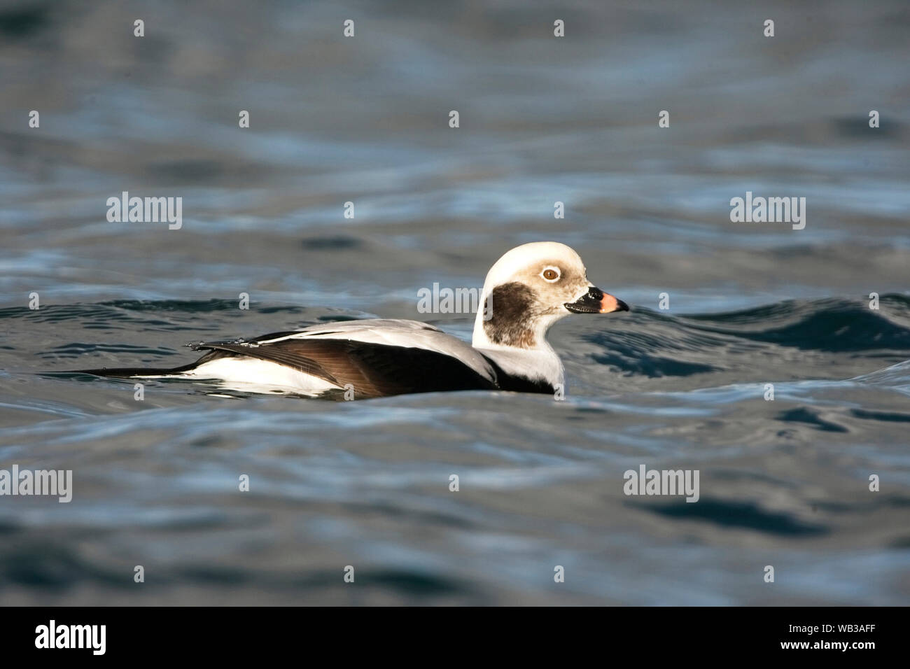 Long-tailed Duck ou Canard kakawi (Clangula hyemalis), Hiver, homme Carnsew Bassin, Hayle, Cornwall, England, UK. Banque D'Images