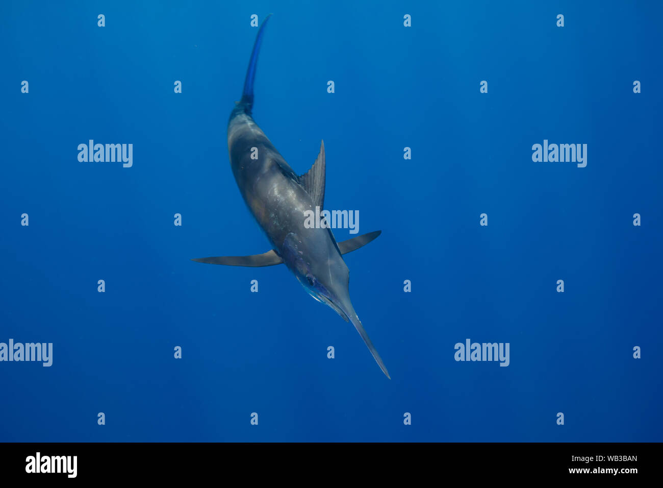 Blue Marlin avec rayons de Banque D'Images