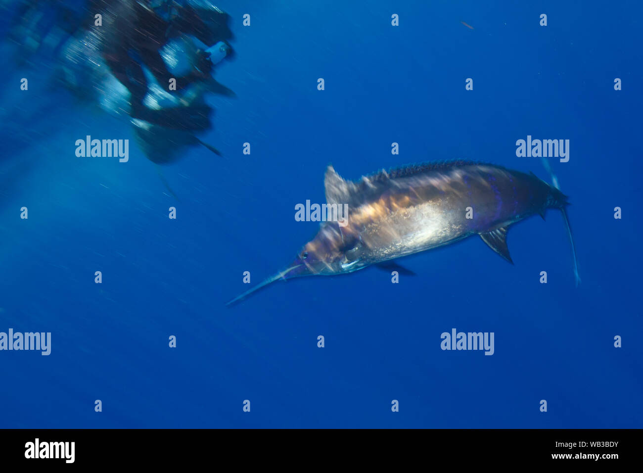 Blue Marlin avec Snorkeler Banque D'Images