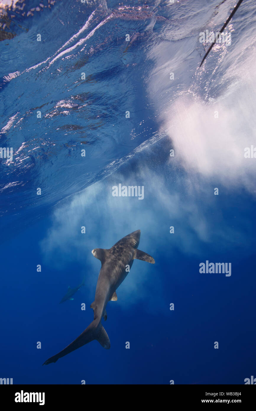 Requin océanique, Cat Island, Bahamas Banque D'Images