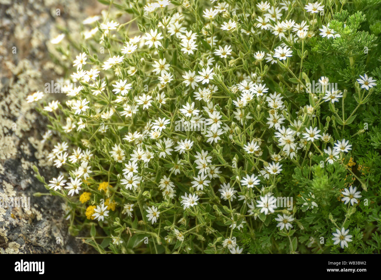 Magnifique bouquet de fleurs blanches délicates (Stellaria holostea stellaire) cultivé sur des pierres dans les montagnes, close-up Banque D'Images