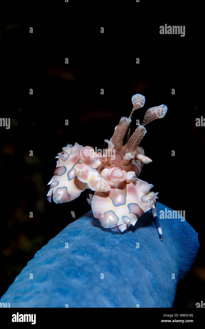 Crevette arlequin pose sur une étoile de mer bleue dans Anilao, Philippines Banque D'Images