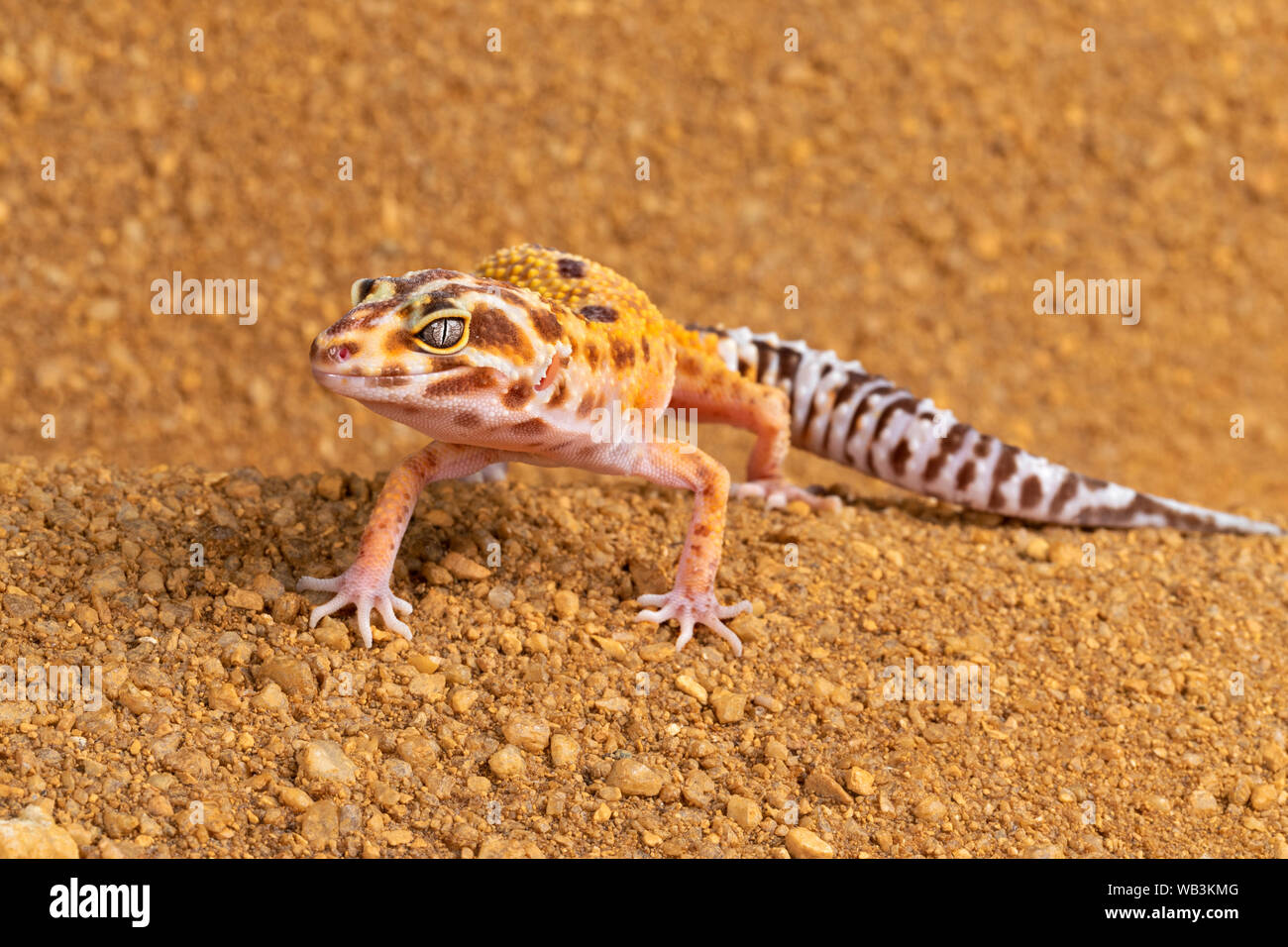 Gecko léopard Banque D'Images