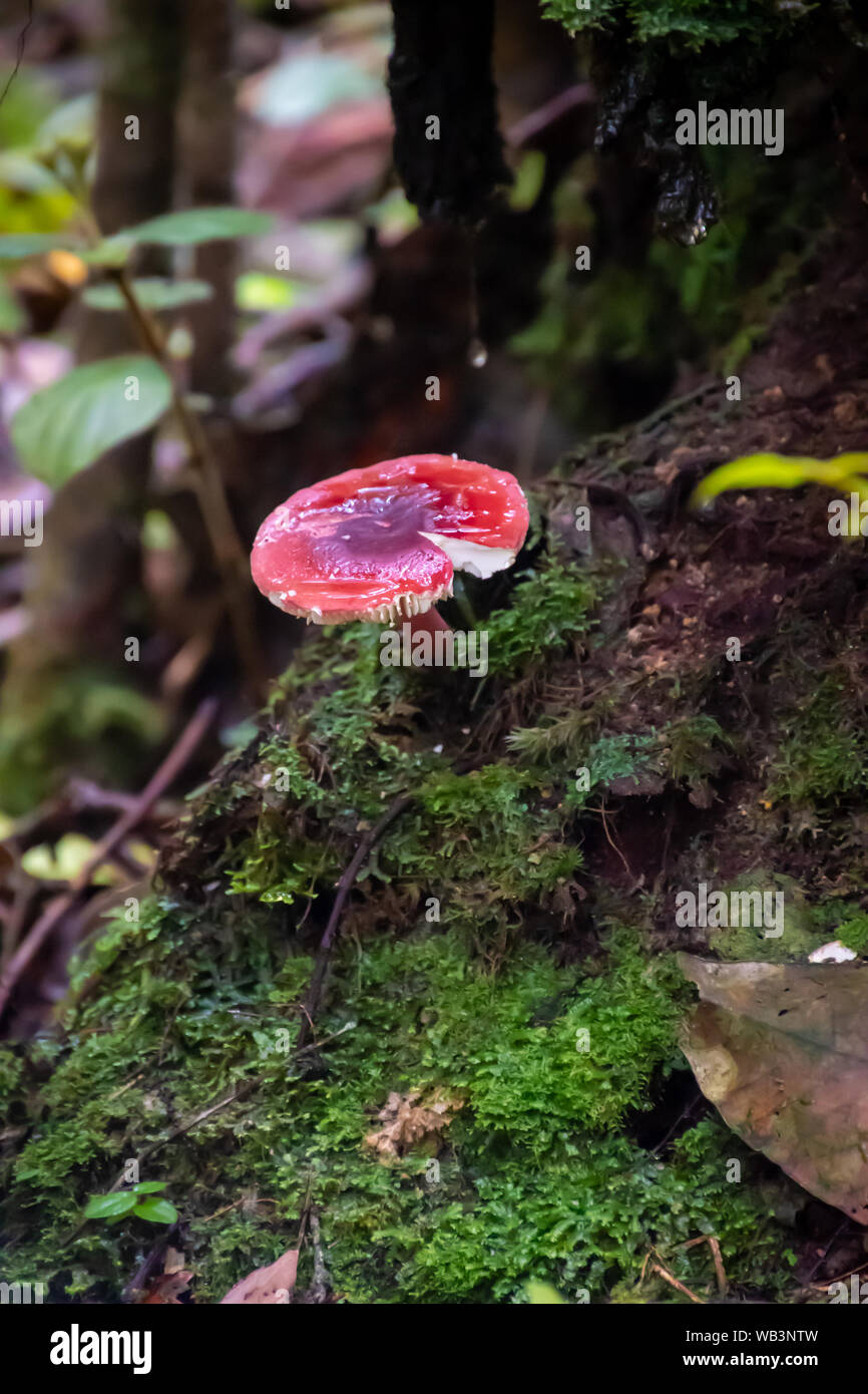 Agaric mouche amanita champignons vénéneux dans la pluie forrest Banque D'Images