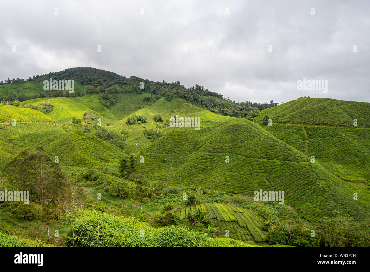 La plantation de thé couvrant montagnes à Cameron Highlands en Malaisie Banque D'Images