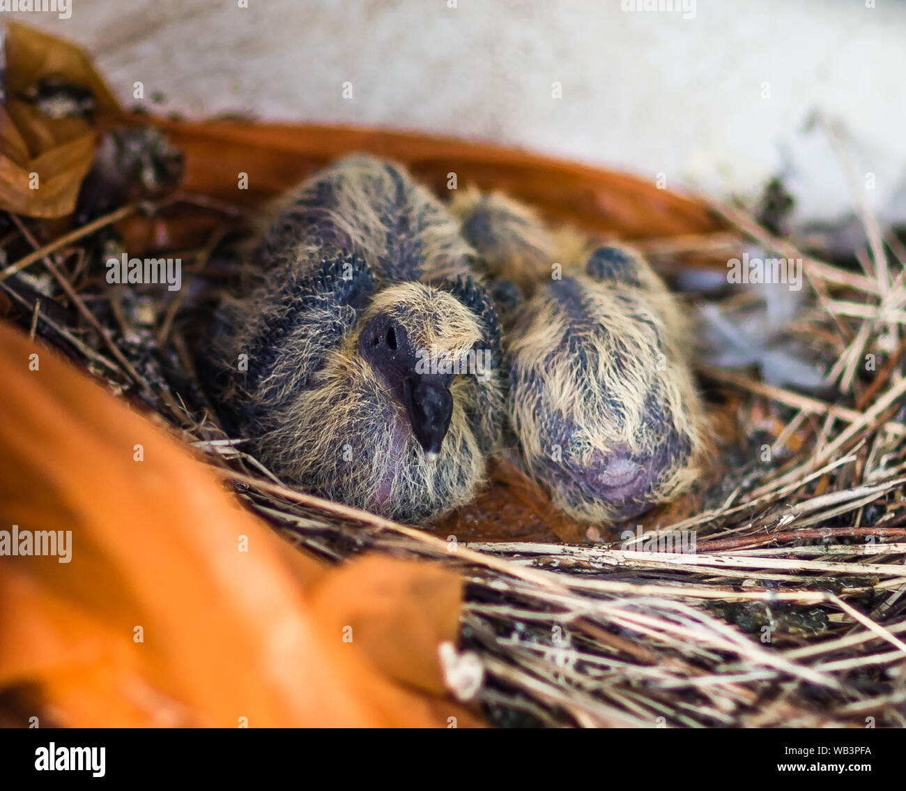 Bois-pigeon (Columba palumbus). Deux 'quabs» ou jeunes, dans leur nid. 5 jours. Banque D'Images