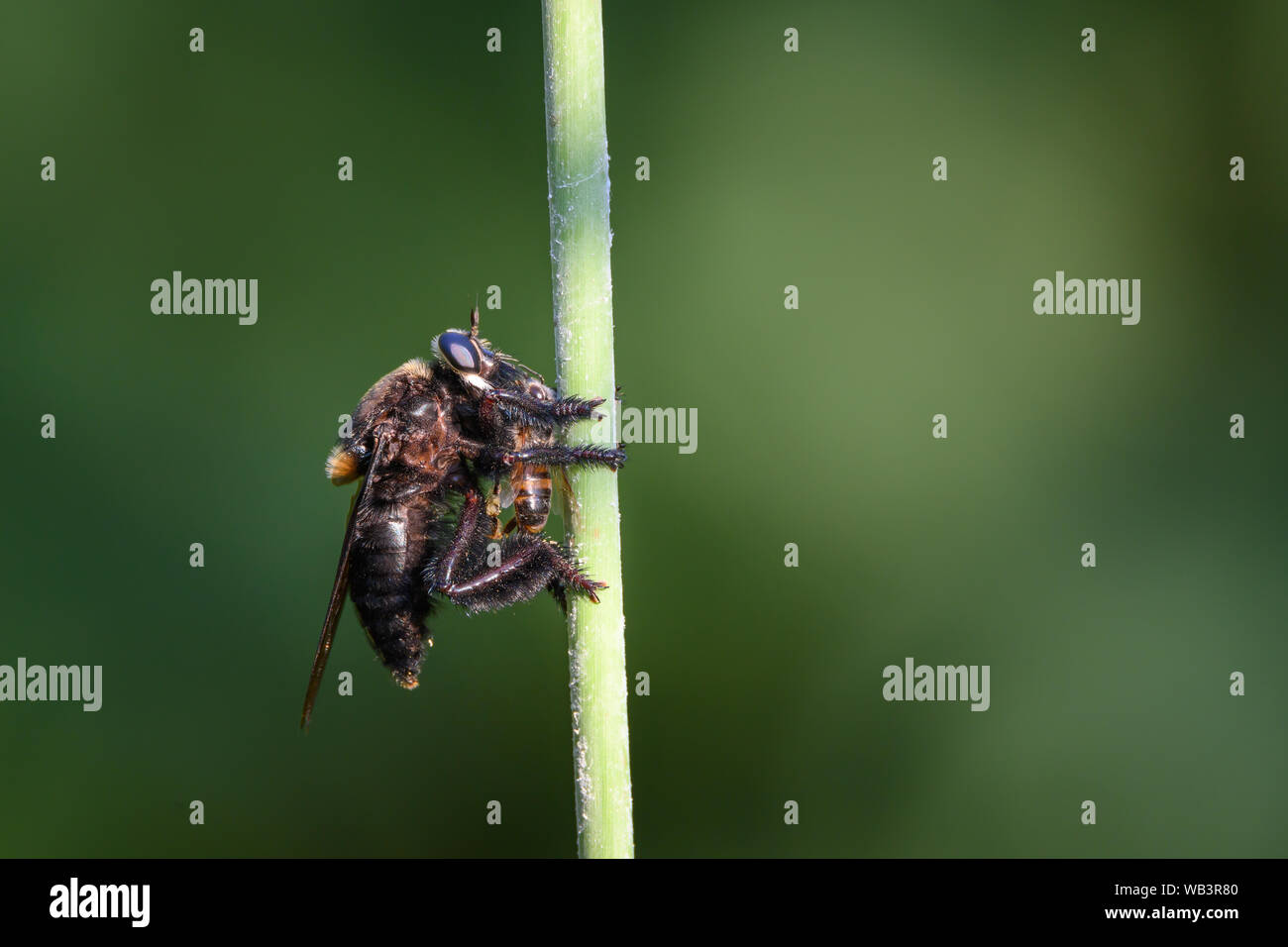 Un Beelzebub Bee-killer Robber Fly fait un repas d'une abeille mellifère au El Dorado Duck Ponds à San Antonio, Texas. Banque D'Images