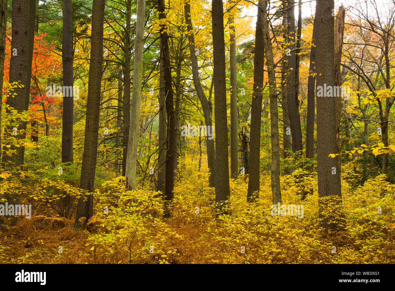 Couleurs d'automne au Breakheart Reservation, Wakefield, MA, USA Banque D'Images