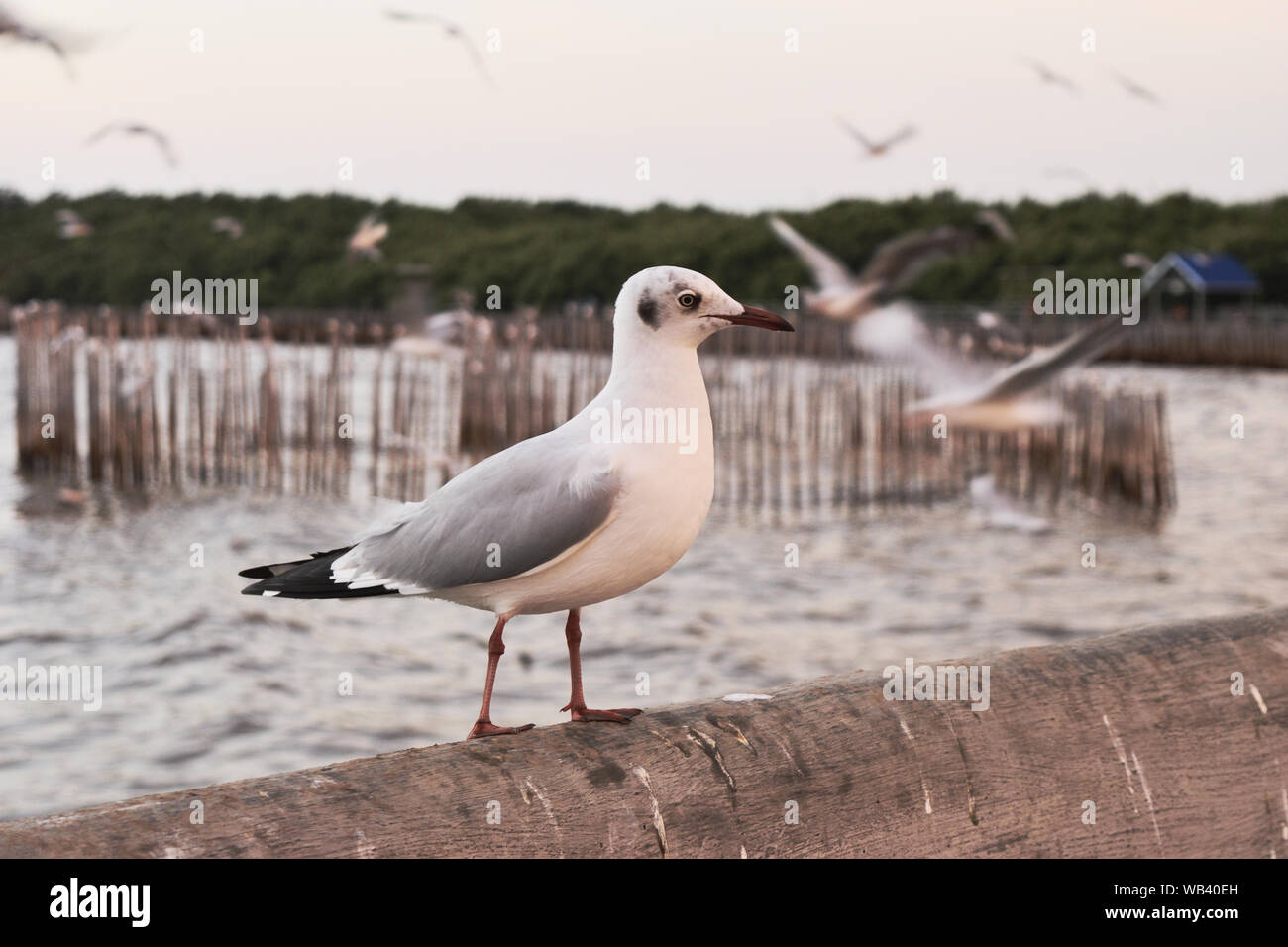 Mouette debout sur un pont en béton à Bang Poo Retraite Loisirs , les oiseaux migrateurs en hiver, beaucoup de vol de mouettes, Thaïlande Banque D'Images