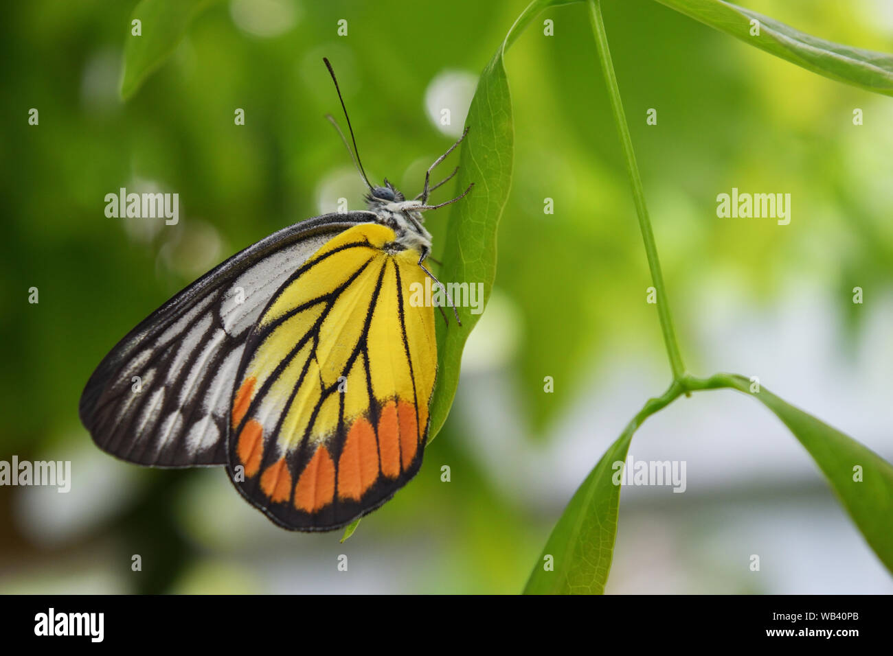 Peint la Jézabel, Delias hyparete , jaune avec des rayures de couleur orange et noir sur l'aile blanche, Papillon sur feuille verte avec un fond vert naturel Banque D'Images