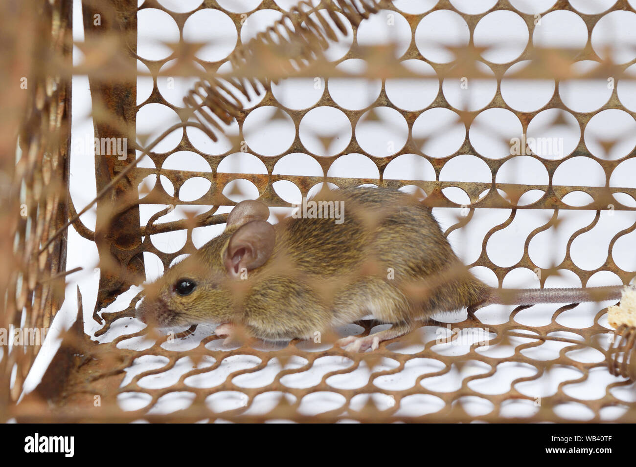 Comment Un Rat Emporte Un Oeuf Fièvre de morsure de rat Banque de photographies et d'images à haute  résolution - Alamy