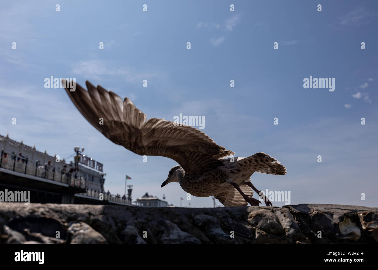 Une mouette à côté de palais de Brighton Pier, comme un jour férié sera vague voir la plupart des pays de soleil torride avec des températures record possible, le Met Office a dit. Banque D'Images