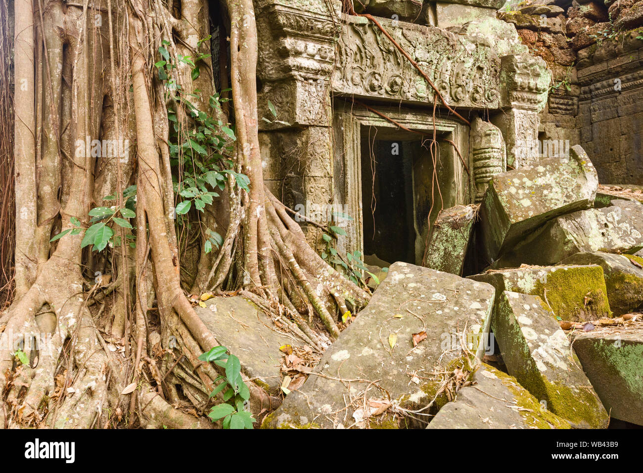 Racines gigantesque plus finement sculptée dans la pierre du temple Ta Prohm à Siem Reap, Cambodge Banque D'Images