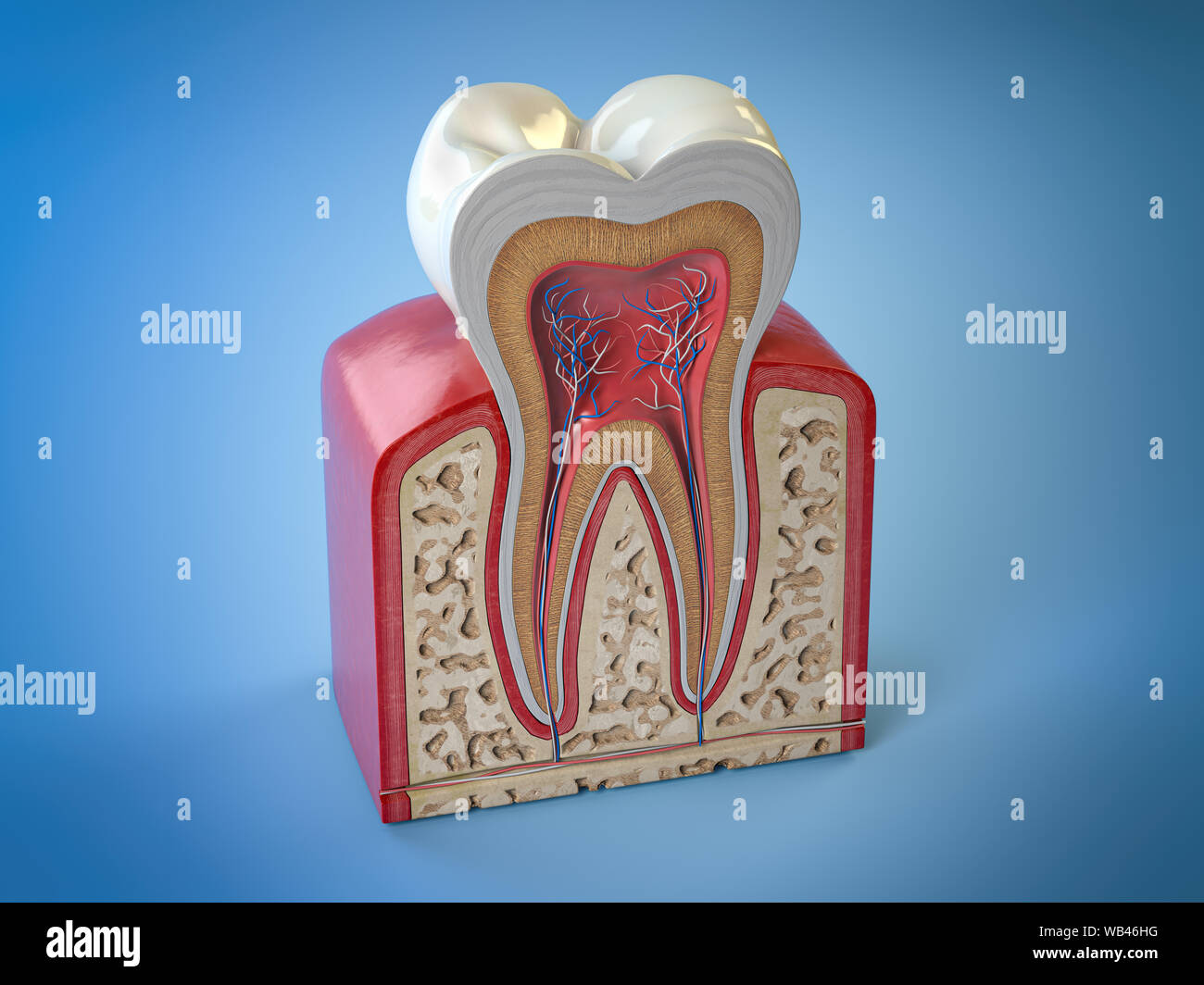 La structure dentaire soins dentaires. Section transversale de la dent sur fond bleu. 3d illustration Banque D'Images