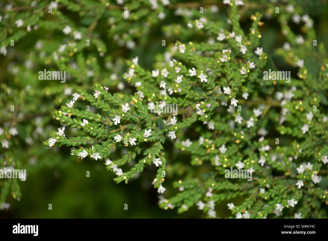 Macro de fleurs roses d'Origan Origan vivace à fleurs, aussi appelé Origanum vulgare Banque D'Images