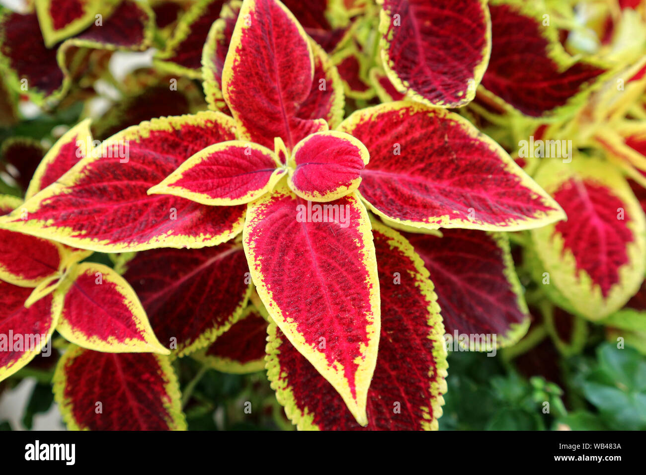 Red Coleus plant, Kew Gardens Banque D'Images