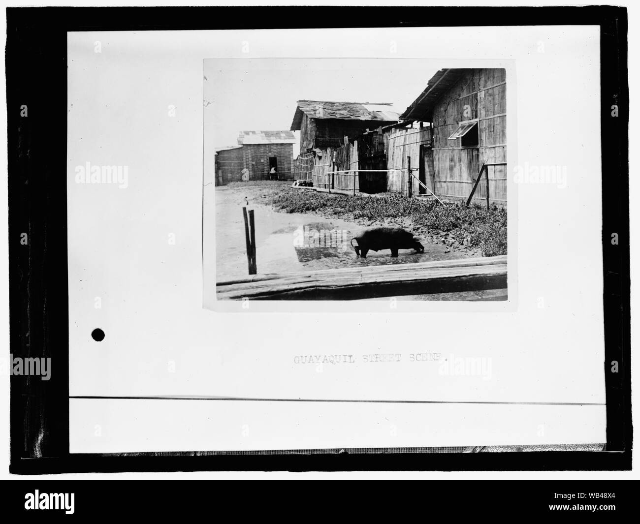 L'Équateur. Scènes de QUAYAQUIL, Equateur Abstract/moyenne : 1 négatif : vitrage ; 5 x 7 in. ou moins Banque D'Images