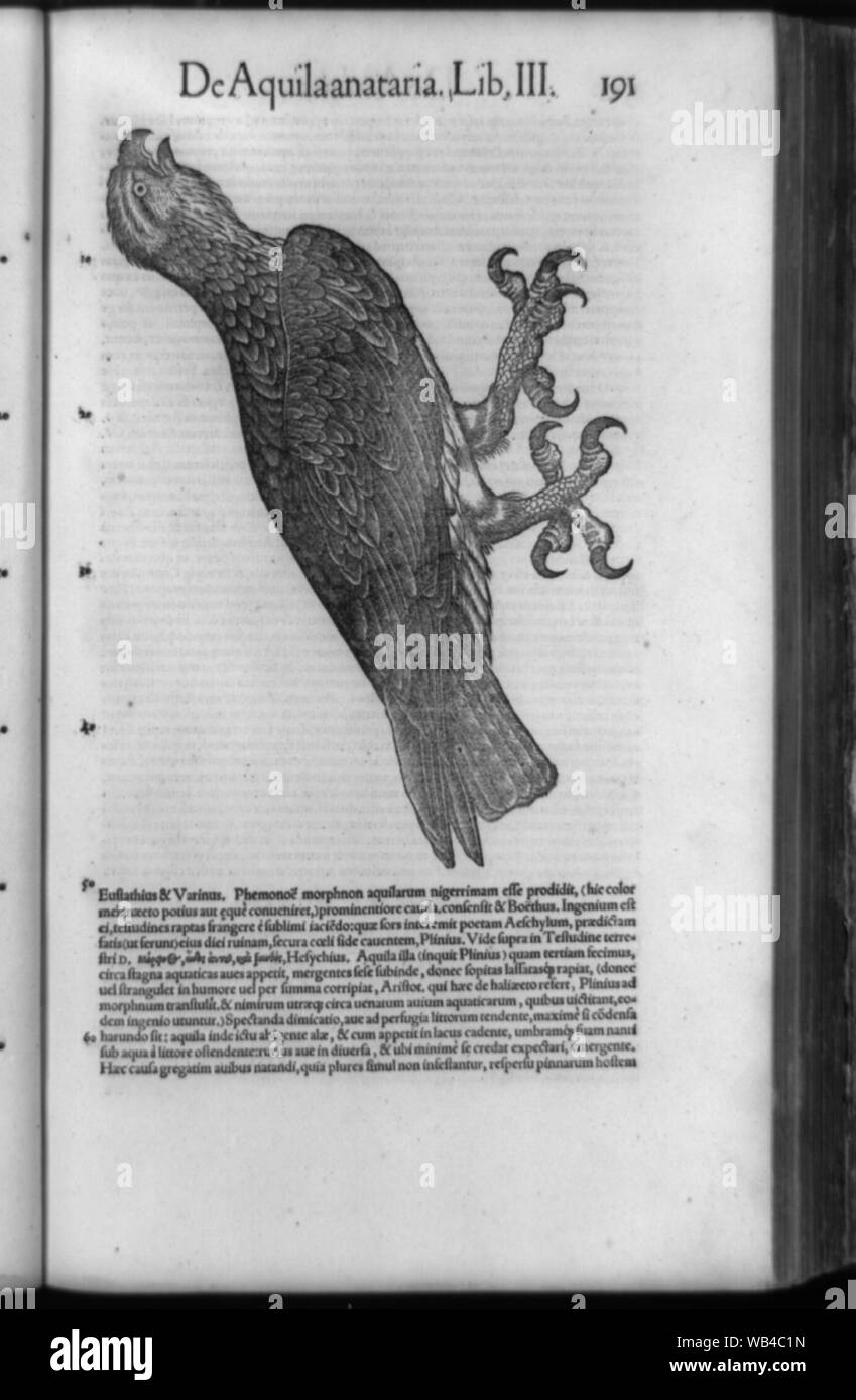 Eagle avec des griffes ; et texte environnant Abstract/moyenne : 1 print : gravure avec texte. Banque D'Images