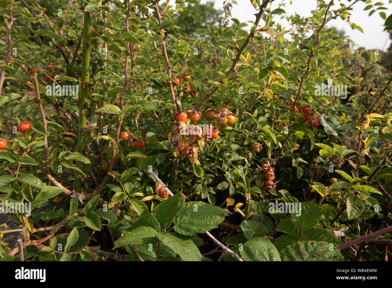Cynorrhodons du chien rose dans une haie... Banque D'Images