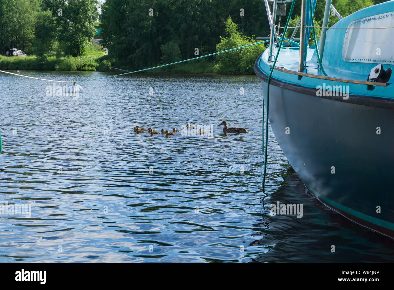 Canard avec une couvée de canetons nager parmi les bateaux amarrés dans la marina Banque D'Images