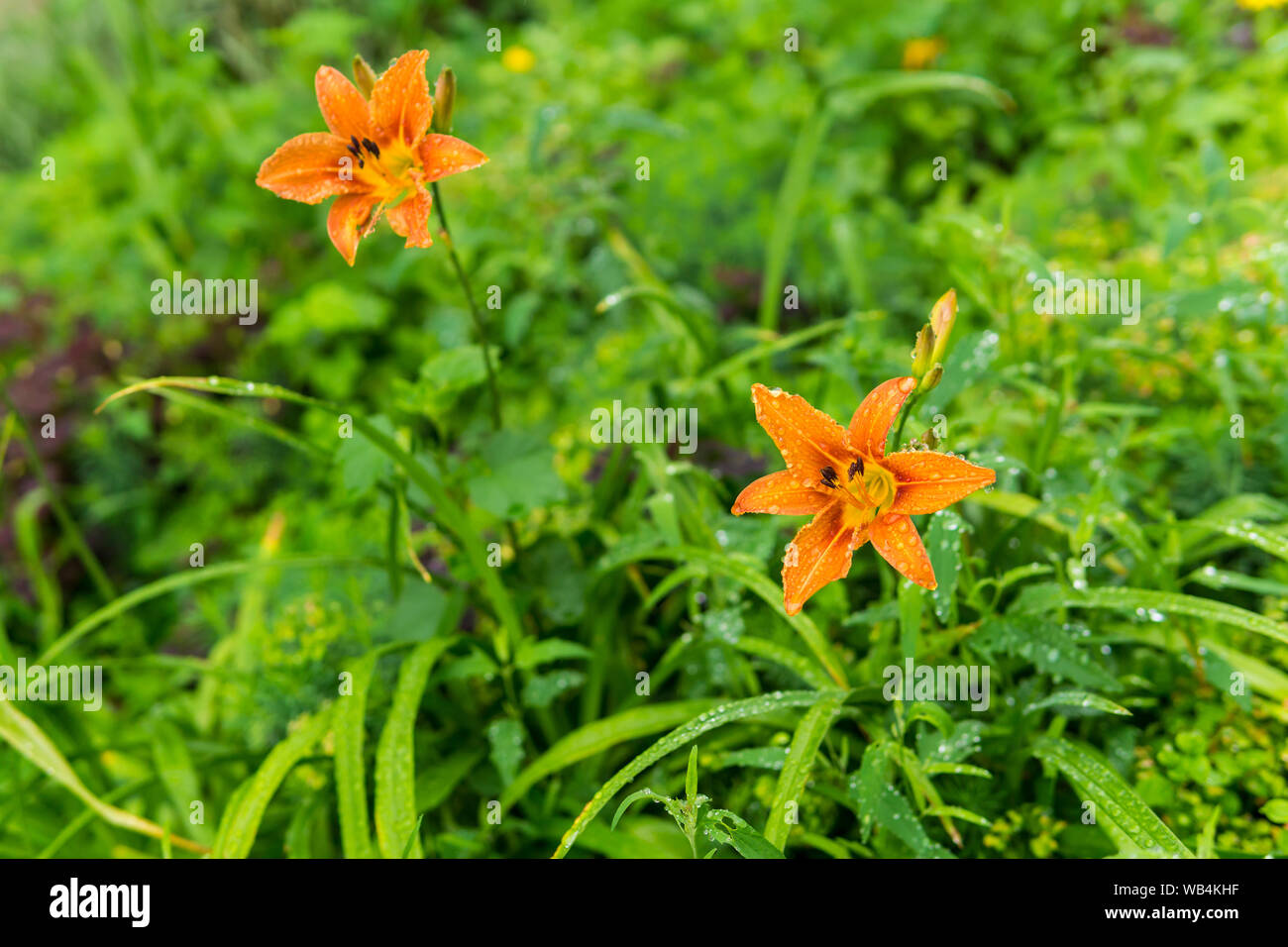 Orange deux jours des nénuphars fleurs dans la chute pendant la pluie sur un arrière-plan flou Banque D'Images