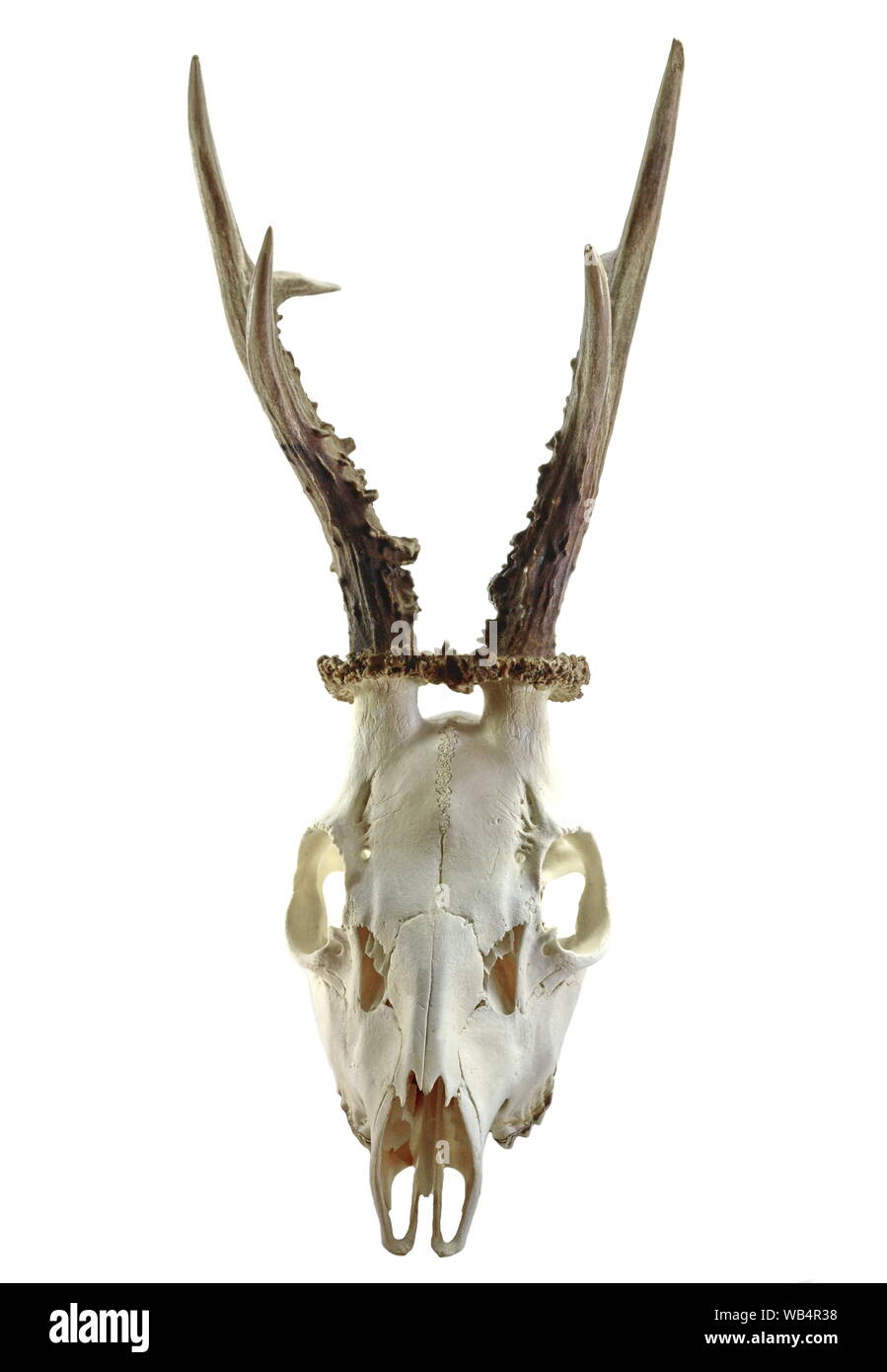 Ancien Massacre / Crâne de Cerf Naturalisé - Vintage French Finds