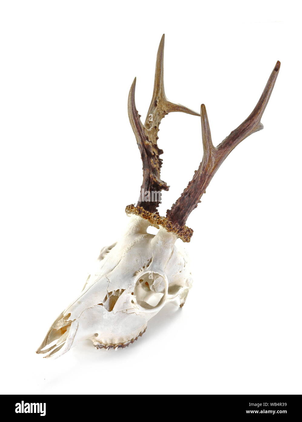 Plaque de montage du crâne de cerf européen Plaque de piste de cerf avec  cintre de crâne Camouflage standard -  France