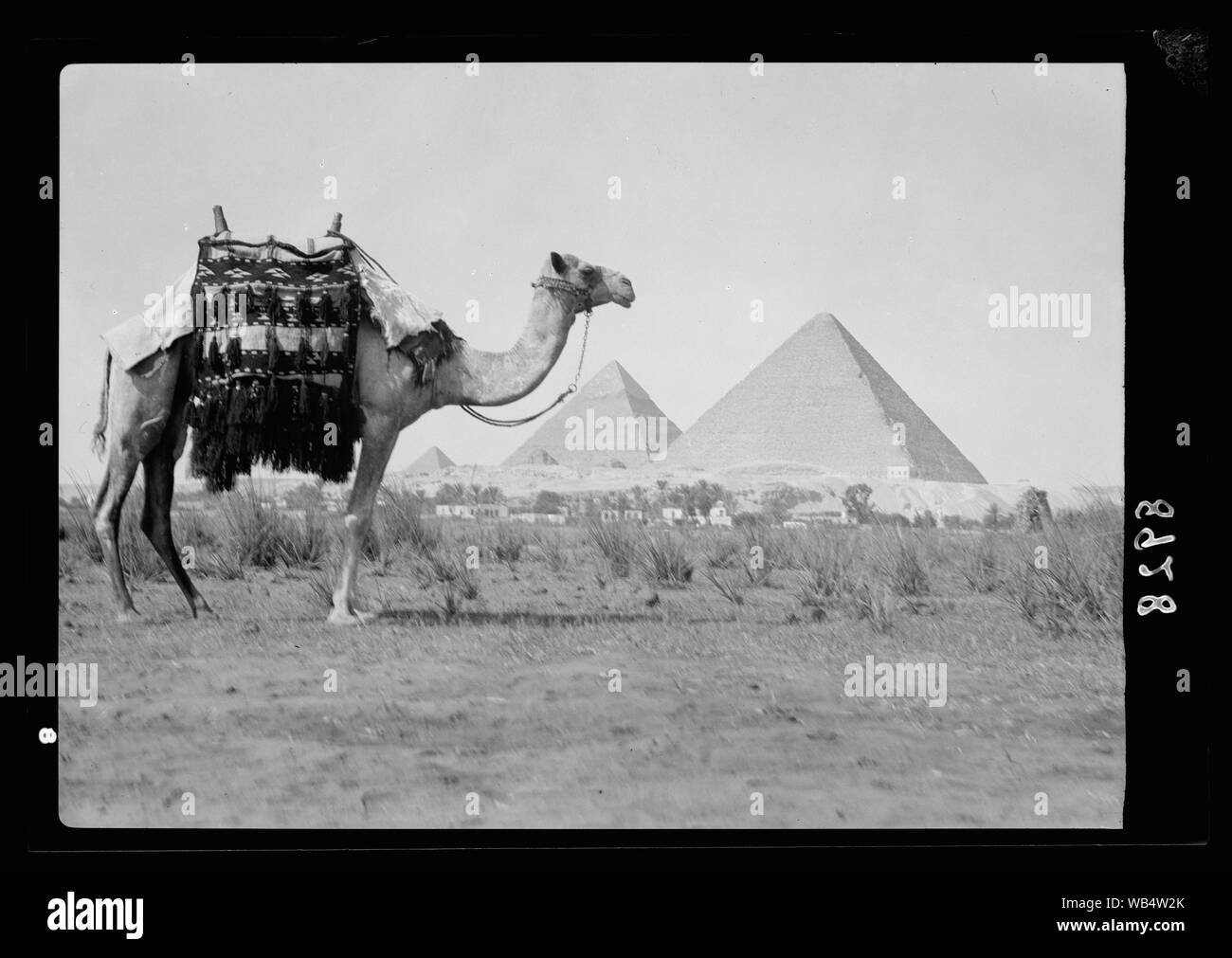 L'Égypte. Pyramides de Gizeh. Les trois Pyramds avec camel en premier plan proche Abstract/medium : G. Eric et Edith Matson Photograph Collection Banque D'Images