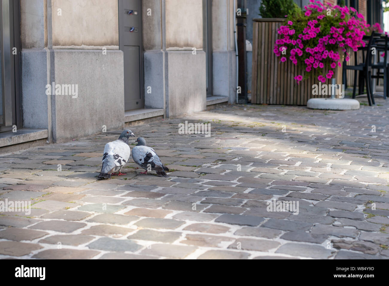 Une paire de pigeons sur un trottoir à Bruxelles Banque D'Images