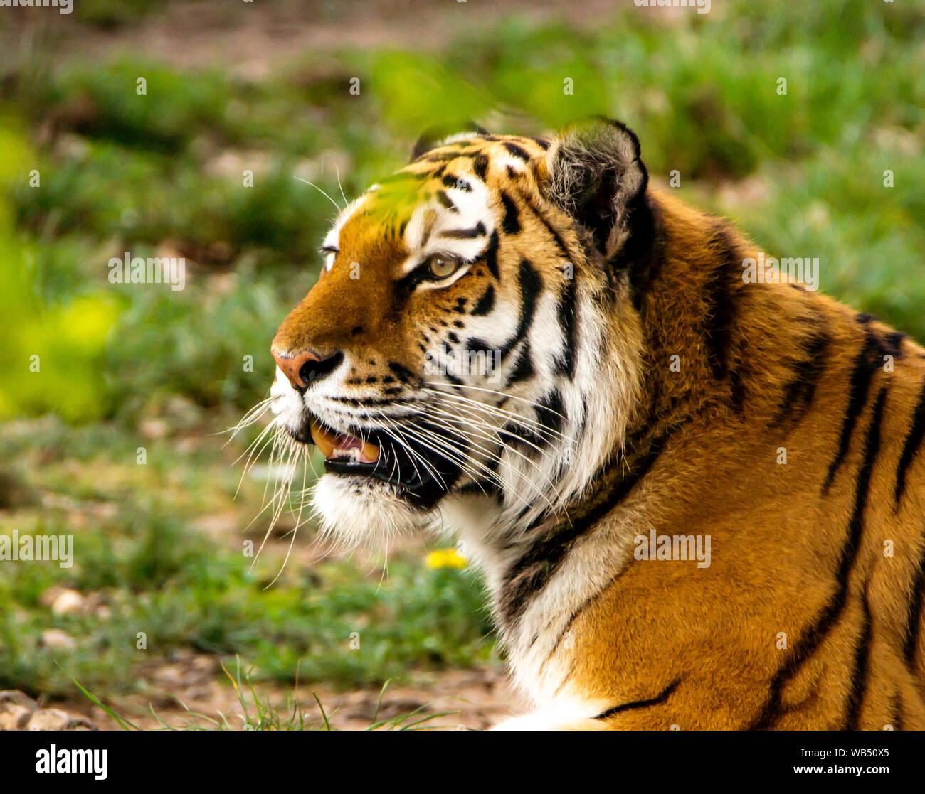 Un tigre du Yorkshire Wildlife Park Banque D'Images