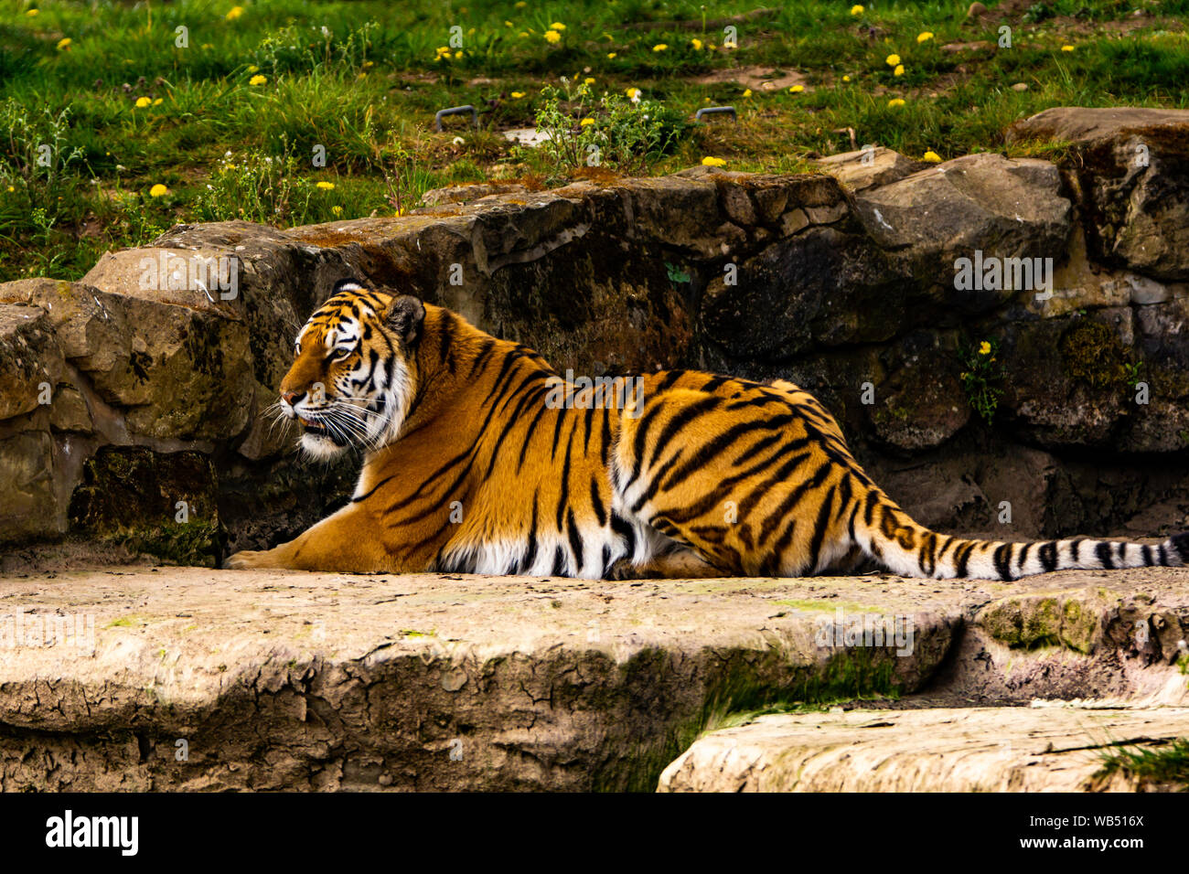 Un tigre du Yorkshire Wildlife Park Banque D'Images