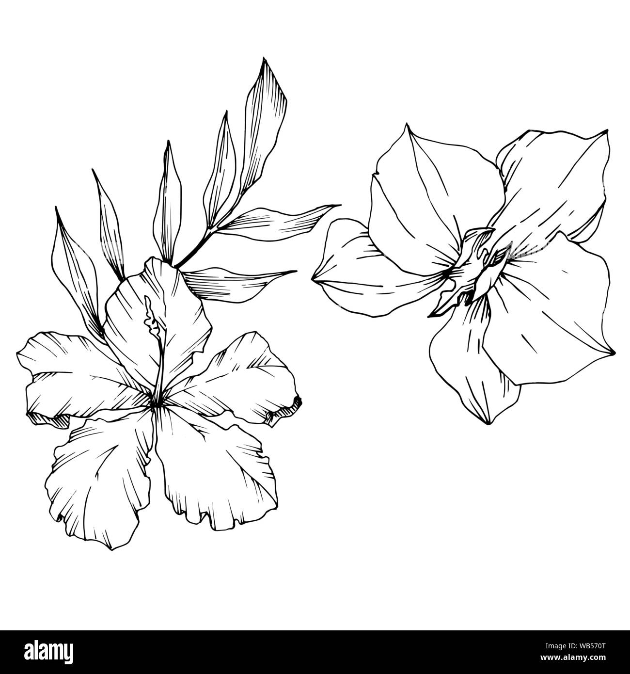 Fleurs TROPICALES et vecteur feuilles isolées. Gravée en noir et blanc L'art de l'encre végétale isolée de l'élément d'illustration. Illustration de Vecteur Fleurs TROPICALES et vecteur feuilles isolées. Gravée en noir et blanc L'art de l'encre végétale isolée de l'élément d'illustration. Illustration de Vecteur