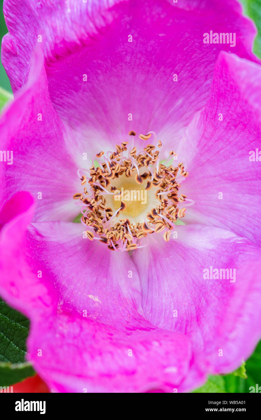 Macro close-up d'étamines et les pétales d'une fleur rose pourpre et non cultivées. Banque D'Images