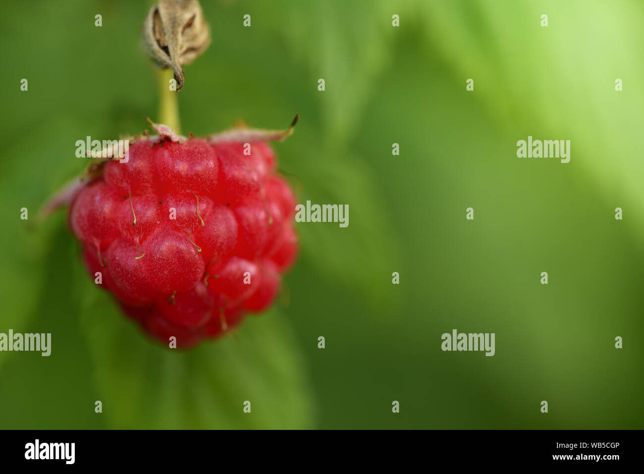 Une framboise fraîche rouge se bloque sur un fond vert sur un framboisier dans le soleil en été Banque D'Images