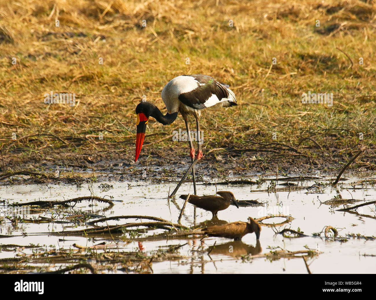 Homme d'Saddlebill stork, jabiru d'Afrique, (Ephippiorhynchus senegalensis) et (Scopus umbretta Hamerkop). Busanga Plains. Kafue National Park. La Zambie Banque D'Images