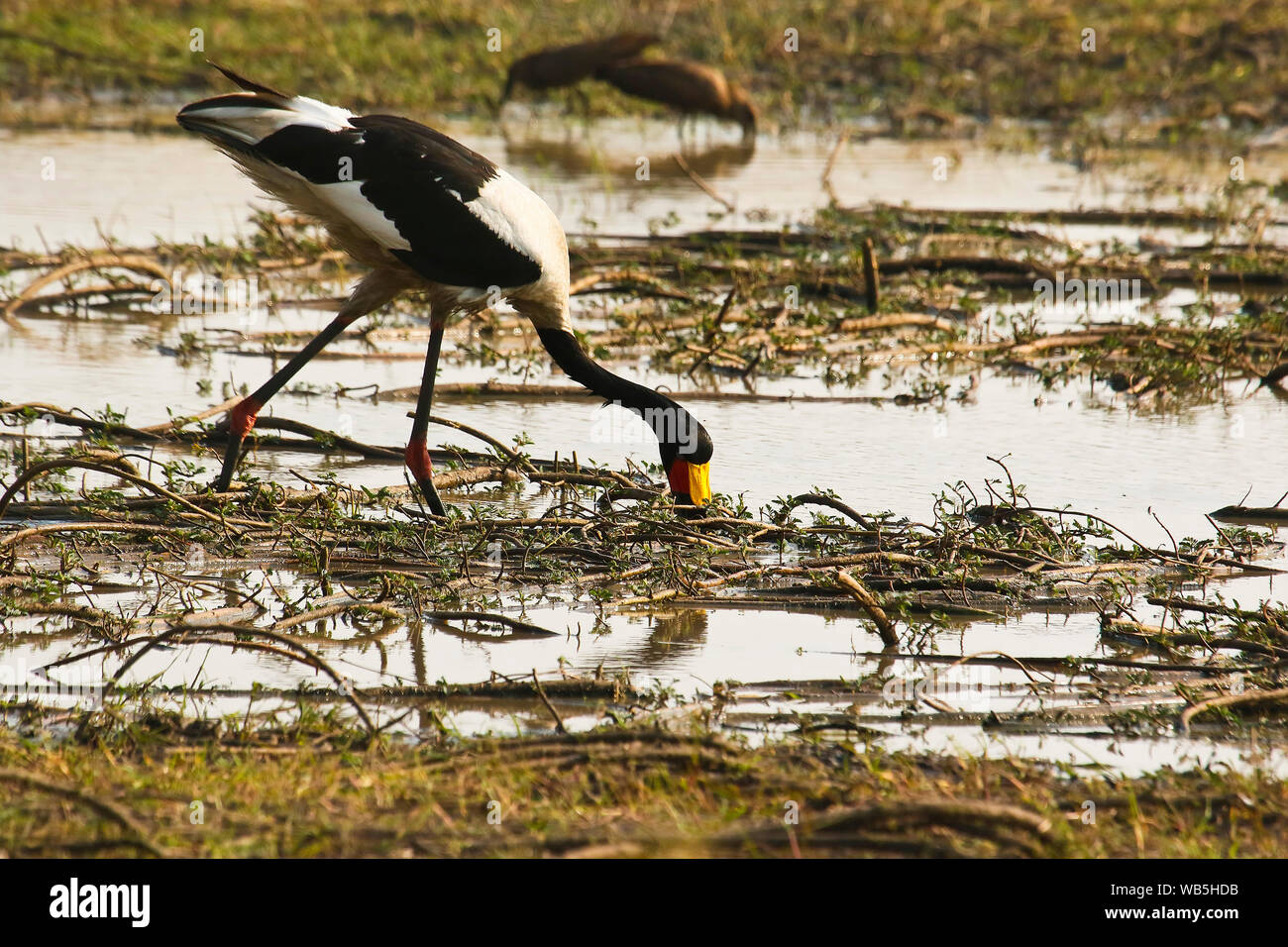 Homme d'Saddlebill stork, jabiru d'Afrique, (Ephippiorhynchus senegalensis). Busanga Plains. Kafue National Park. La Zambie Banque D'Images