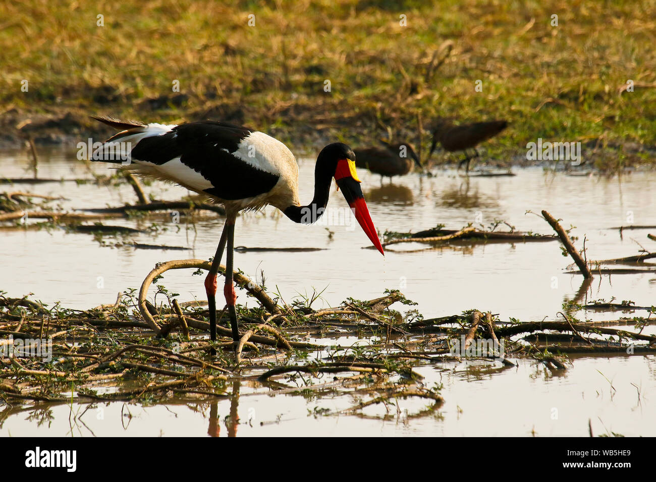 Homme d'Saddlebill stork, jabiru d'Afrique, (Ephippiorhynchus senegalensis). Busanga Plains. Kafue National Park. La Zambie Banque D'Images