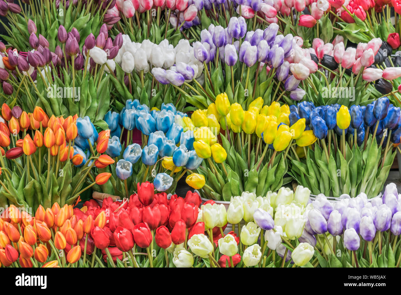 Tulipes multicolores avec des tiges, isolé Banque D'Images