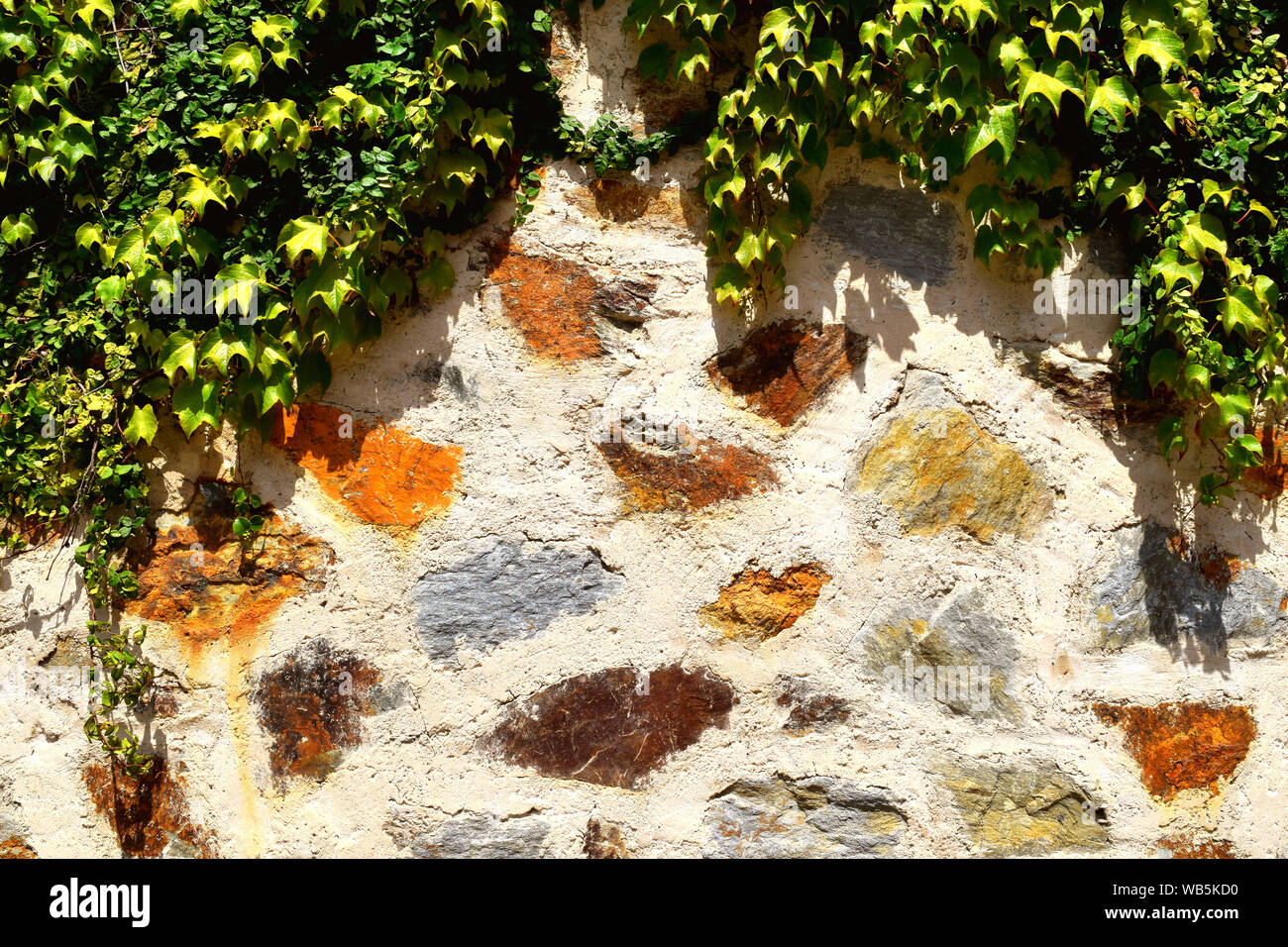 Mur de béton fait de pierres multi couleurs vert avec des plantes grimpantes, rampantes, texture de fond extérieur Banque D'Images