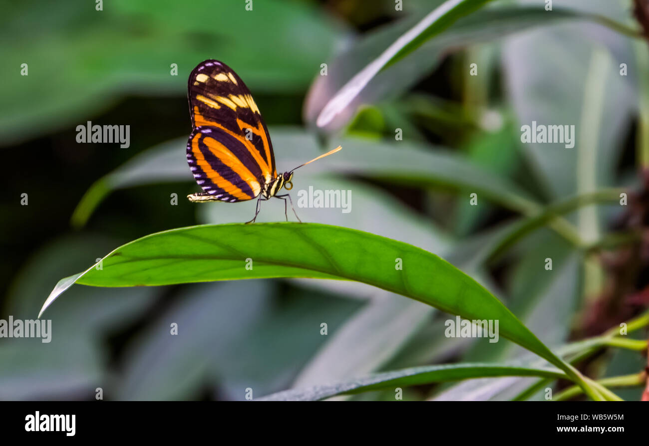 Libre d'un tigre longwing papillon, insectes tropicaux de l'espèce au Mexique et au Pérou Banque D'Images