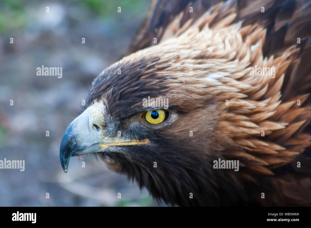 Vue côté gros plan visage d'un grand aigle doré avec des yeux jaunes dans l'Utah du sud, juste après avoir mangé le repas il Banque D'Images