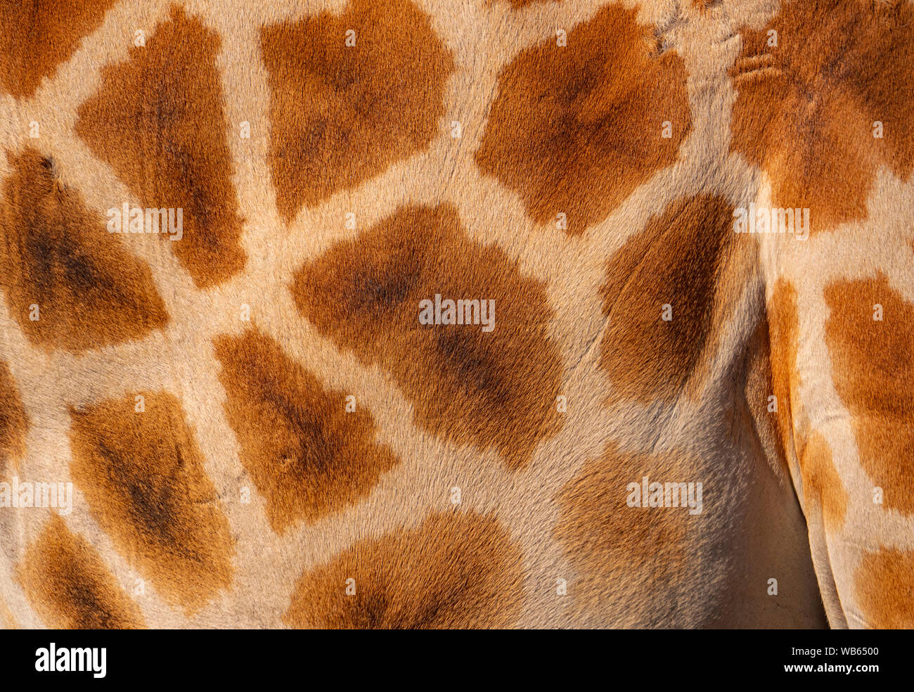 Girafe, Giraffa, peau hide background close up montrant spots, et la texture de cheveux y compris les taches et lignes blanches. Banque D'Images