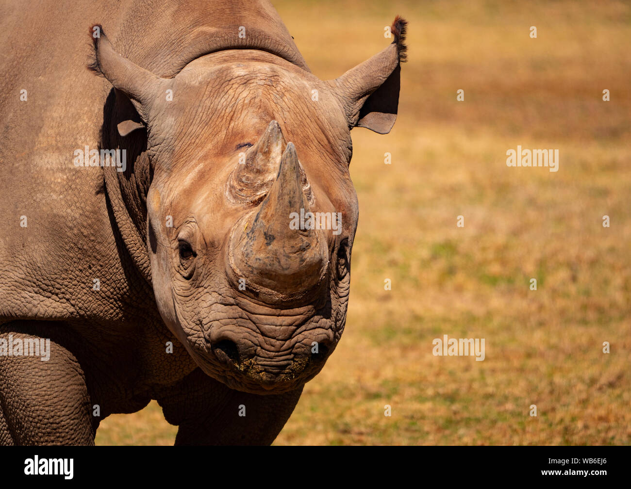 En danger critique d'un rhinocéros noir Diceros bicornis,, dans un programme de reproduction en captivité se reposant dans son boîtier. Banque D'Images