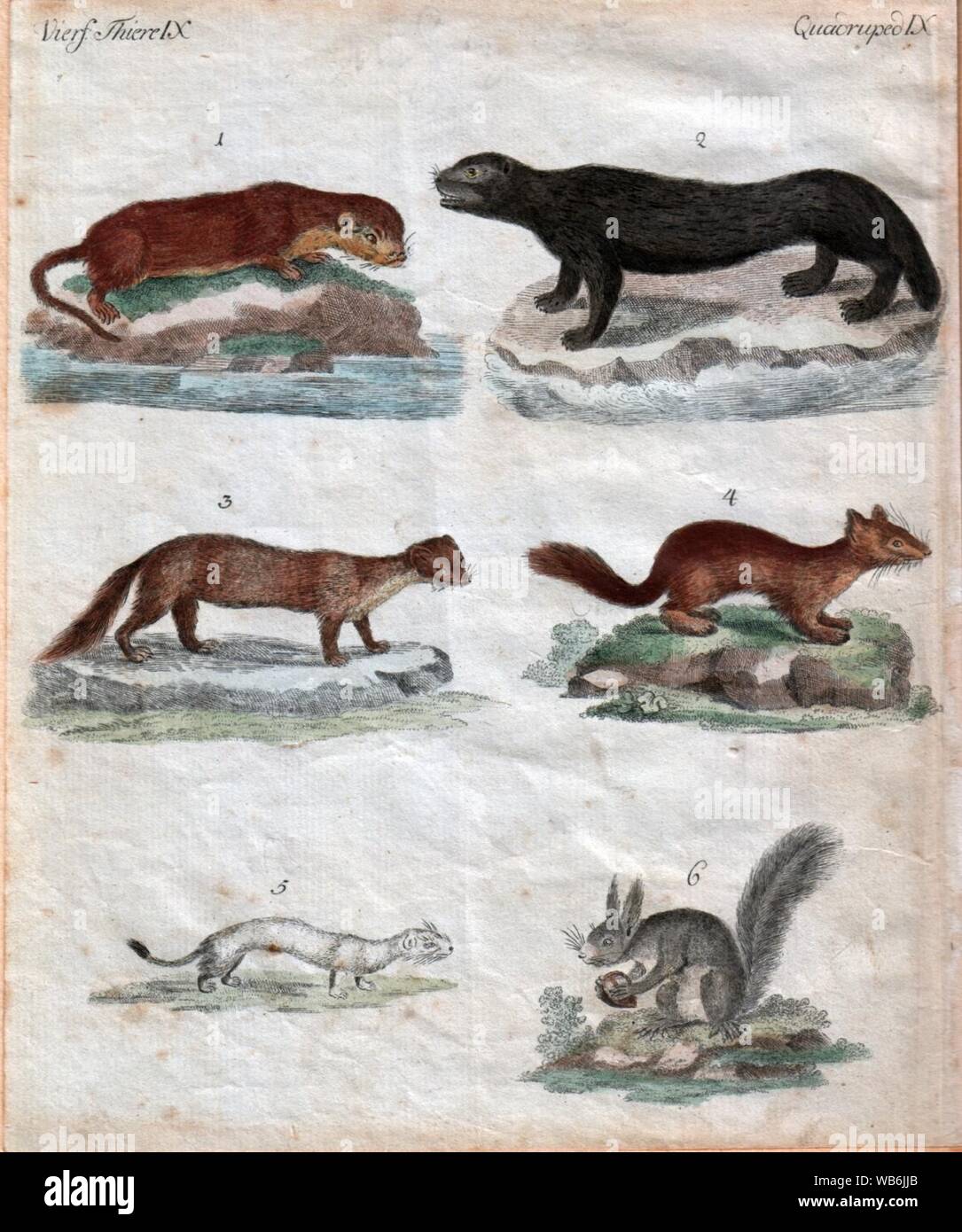 Edles Pelzwerk Vierfüßige - Tiere quadrupède IX.(1). Banque D'Images
