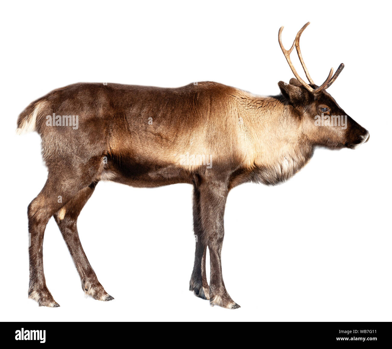 Image d'un cerf du nord sur un fond blanc Banque D'Images