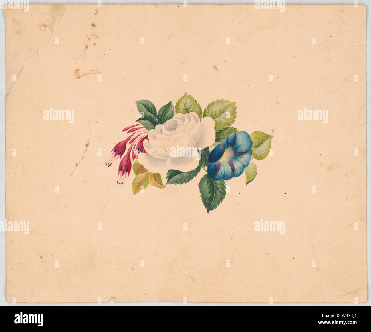 Arrangement floral avec White Rose, fuchsia, et petunia Abstract/moyenne : 1 dessin sur papier crème : feuille ; aquarelle 19,5 x 24 cm. Banque D'Images