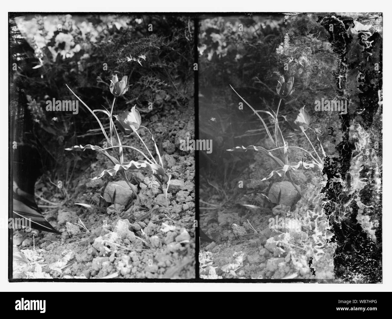 Résumé fleurs/medium : G. Eric et Edith Matson Photograph Collection Banque D'Images