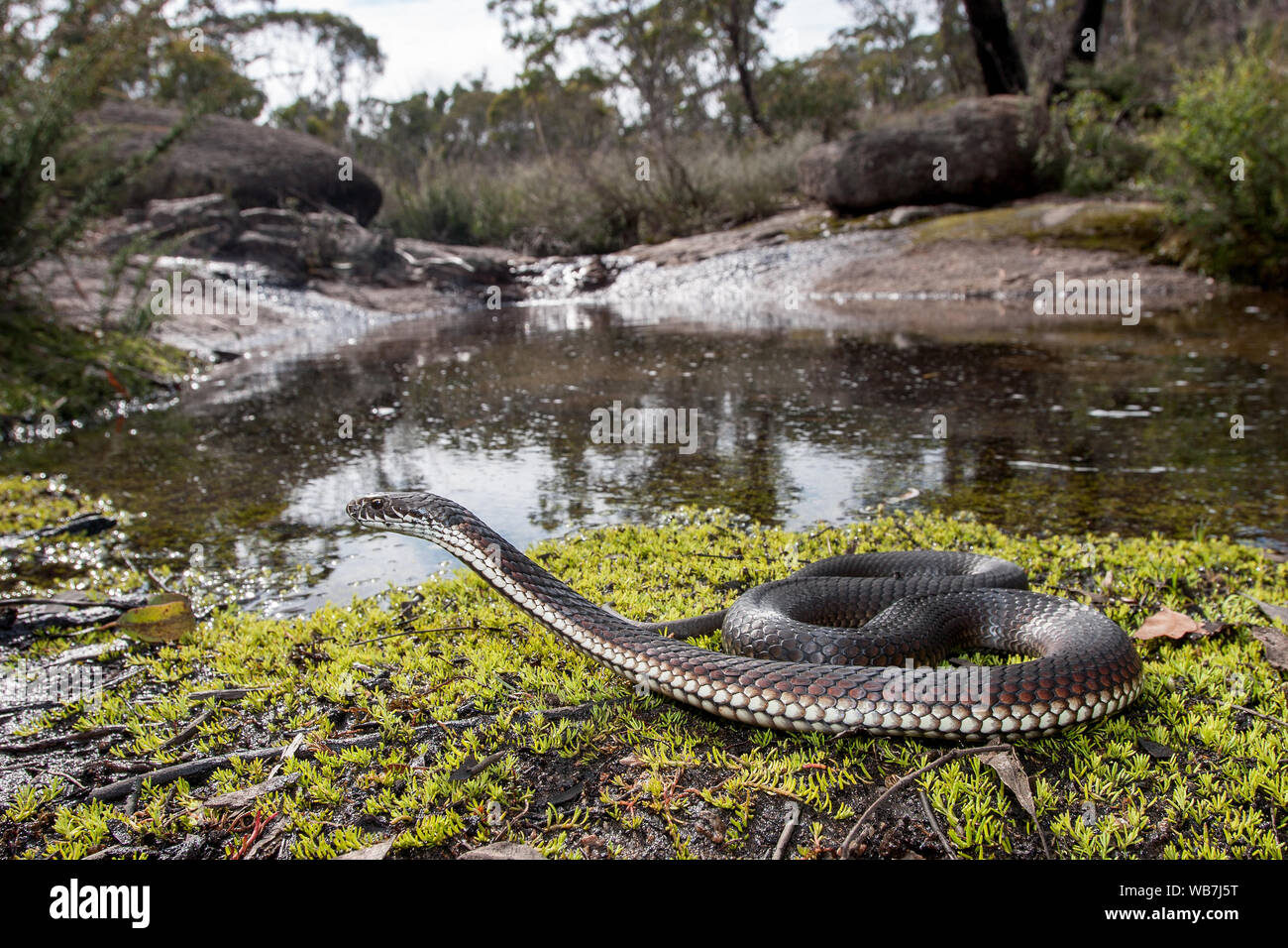 Hautes terres australienne Copperhead snake dans l'habitat Banque D'Images Hautes terres australienne Copperhead snake dans l'habitat Banque D'Images